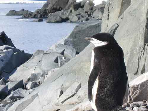 penguins in antarctica. Penguins. One of Antarctica#39;s