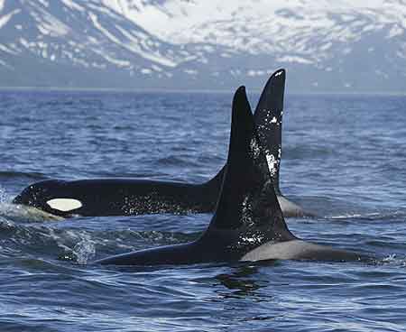 Unlike the other wildlife of Antarctica, whales do not breed in the region.