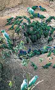 View Macaws and other Amazon birds with Adventure Life
