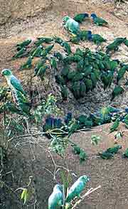 Parrots at Clay Lick