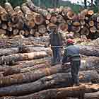 Loggers Patagonia Argentina