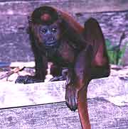 Howler Monkey