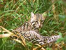 Ocelot