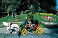 Horse Carriage