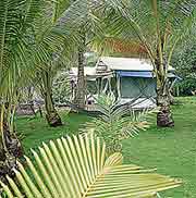 Corcovado Tents Through Trees