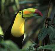 Solo Toucan