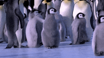 Slipping Penguins