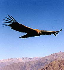 Colca Condor Peru